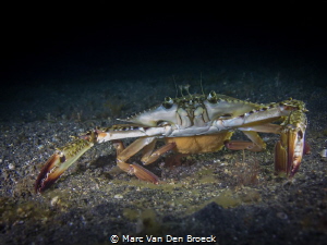 egg crab lembeh by Marc Van Den Broeck 